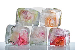Frozen roses in ice cube