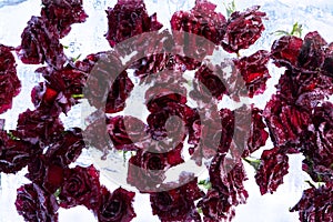 Frozen roses in ice cube. Rose in a cube of ice, beautiful composition of red roses in ice.