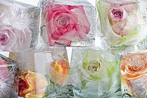 Frozen roses in ice cubes