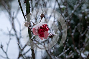 Frozen roses and plant covered by snow and ice in winter.