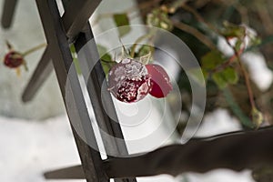 Frozen roses and plant covered by snow and ice in winter.