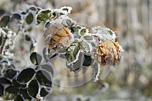 Frozen roses