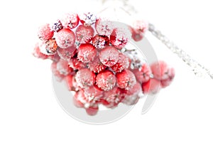 Frozen rowan berries