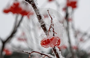 Frozen Rowan berries when the first frost