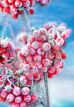 Frozen rowan berries photo