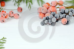 Frozen rowan and elder berries on white background. Winter holidays backdrop with space for text