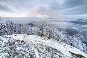 Frozen rowan trees and white spruces on snowy hillside