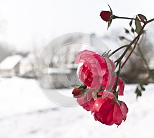 Frozen rozes