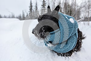 The frozen sad puppy of Scottish terrier sits in winter snow wrapped with a knitted blue scarf on a background of mountains