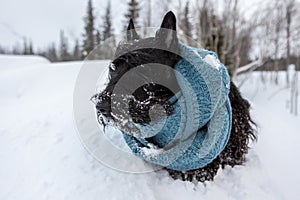 The frozen sad puppy of Scottish terrier sits in winter snow wrapped with a knitted blue scarf on a background of mountains