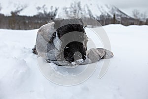 The frozen sad puppy of Scottish terrier sits in winter snow wrapped in a light scarf on a background of mountains