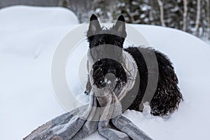 The frozen sad puppy of Scottish terrier sits in winter snow wrapped in a light scarf on a background of mountains