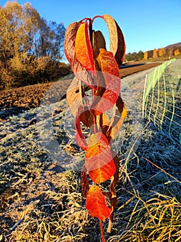 Frozen sapling strong red yellow colored in first warming sunbeams on cold cloudless autumn morning