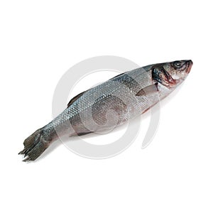 Frozen sea bass. White background. Isolated. View from above