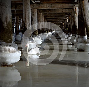Frozen sea ocean water under the bridge pier balls poles and white swan