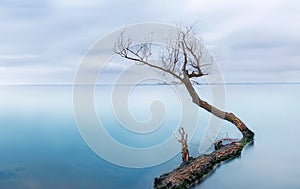 Frozen sea with one lonely tree - silent calmness.