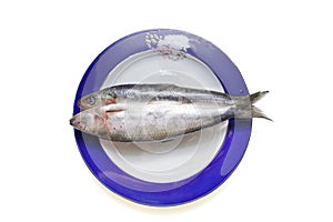 Frozen shad fish on the plate isolated photo