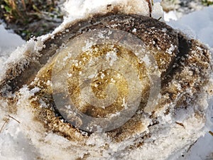 Frozen shod hoof footprint in fresh wet snow