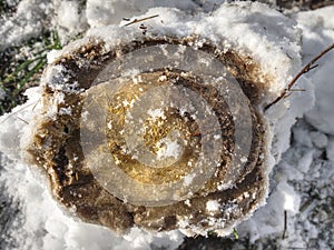 Frozen shod hoof footprint in fresh wet snow