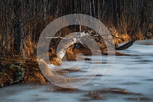 frozen shore with a bare tree lying, coastal reeds in ice and forest. early cold spring