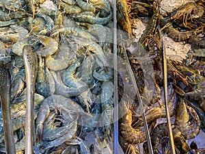 Frozen shrimps or prawns for sale at groceries store