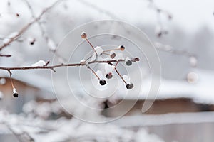 The frozen small apples. Small apples under snow.