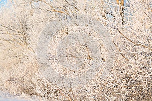 Frozen snow birch tree forest background abstract view