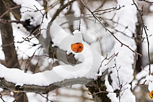 Frozen snow-covered apple hanging on a tree