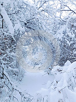 Through frozen and snow-covered branches