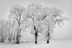 Frozen snow on trees on a rural winter road