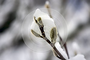 Frozen snowflake captured on dirty buds
