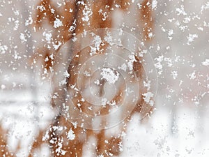 Frozen snowflakes on the glass of the house, the first snow, cold snap, winter