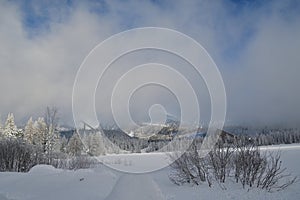 Bílá krajina lesy a stromy ze sněhu ve Vysokých Tatrách Slovensko