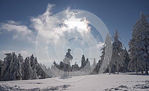 Frozen snowy pine forest on Carpathian mountains in Ukraine winter