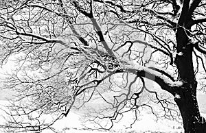 Frozen snowy trees and branches in freezing winter landscape