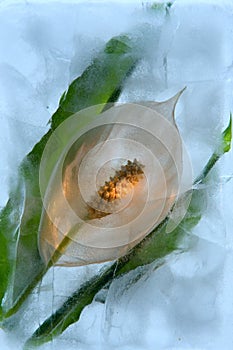 Frozen Spathiphyllum floribundum photo