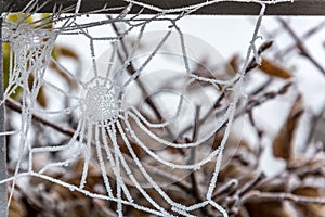 Frozen spider web on a cold morning