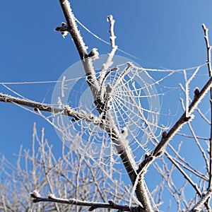 Frozen spider web