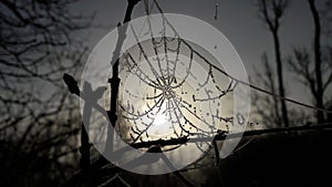 Frozen spider web
