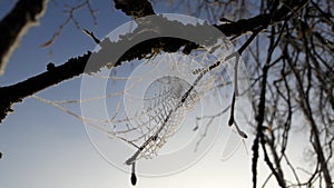 Frozen spider web