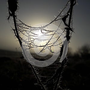 Frozen spider web