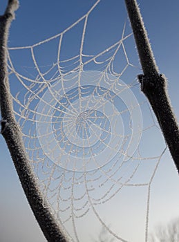 Frozen spider web