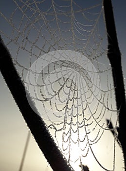 Frozen spider web