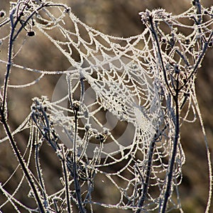 Frozen Spiders Network