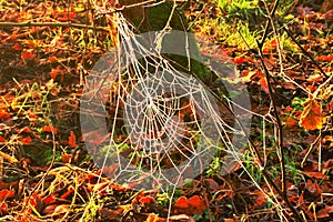 Frozen Spiders Web