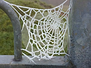 frozen spiders web on a cold winters day