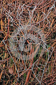 Frozen spiders web