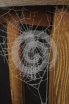 Frozen spiderweb isolated on black