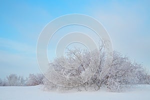 Frozen sprawling willow in snowy meadow.