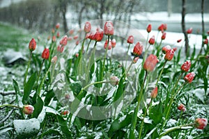 Frozen spring first blossom flower, floral vintage winter background, macro image. Blooming flowers under a snow in spring